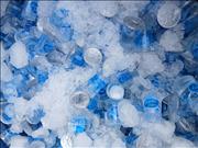 Pinguim20260125_C_086