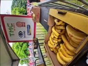 Pinguim20260125_C_104