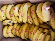 Pinguim20260125_C_105